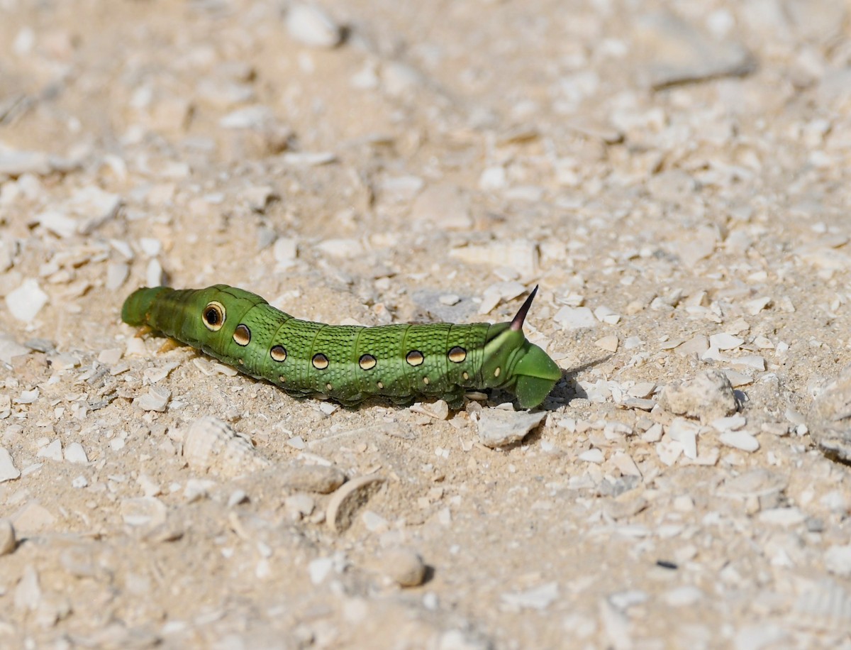 Insects - ML636129192