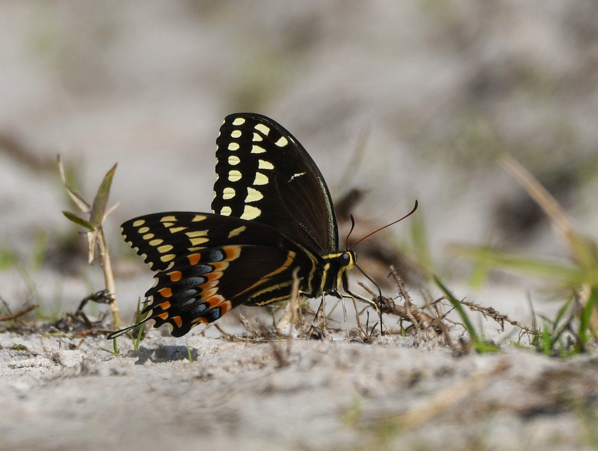 Insects - ML636129193