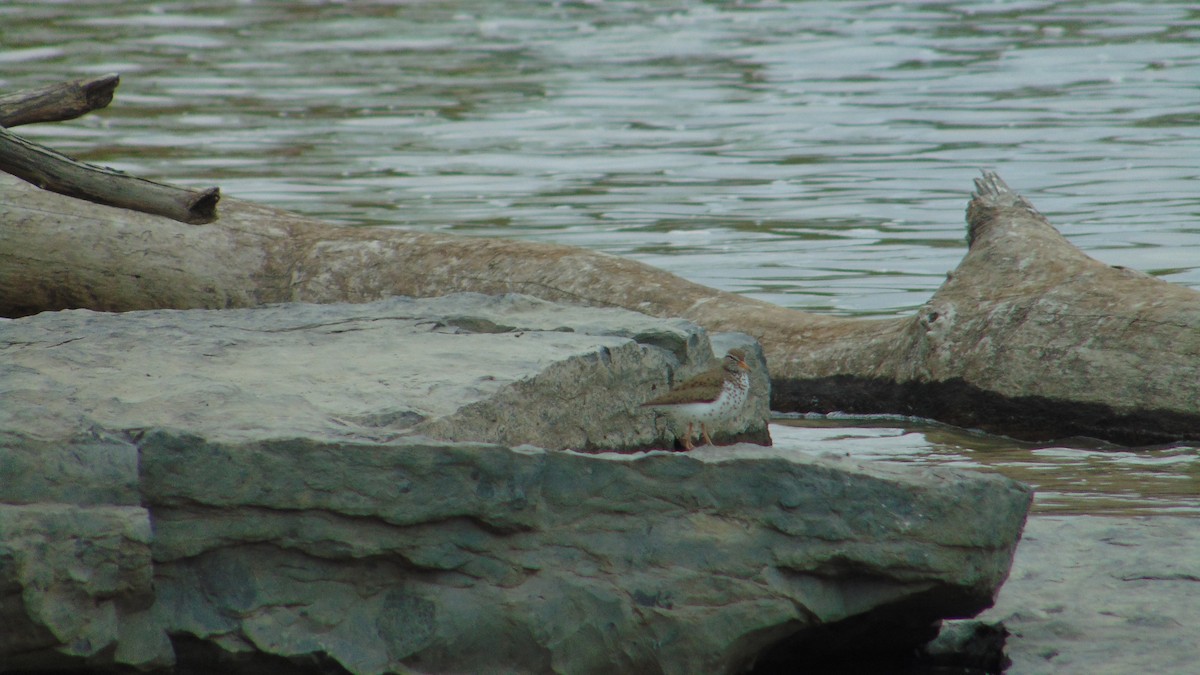 Spotted Sandpiper - ML636129210