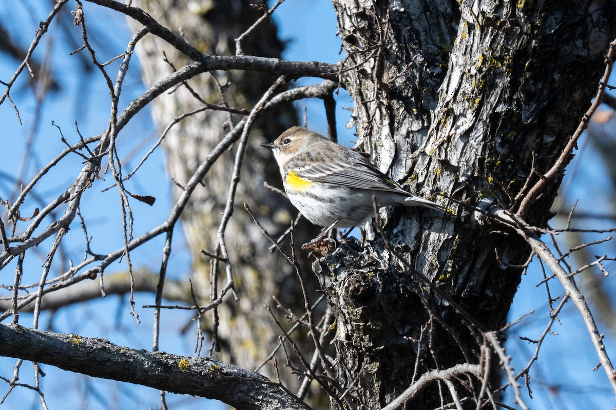 Yellow-rumped Warbler - ML636129218