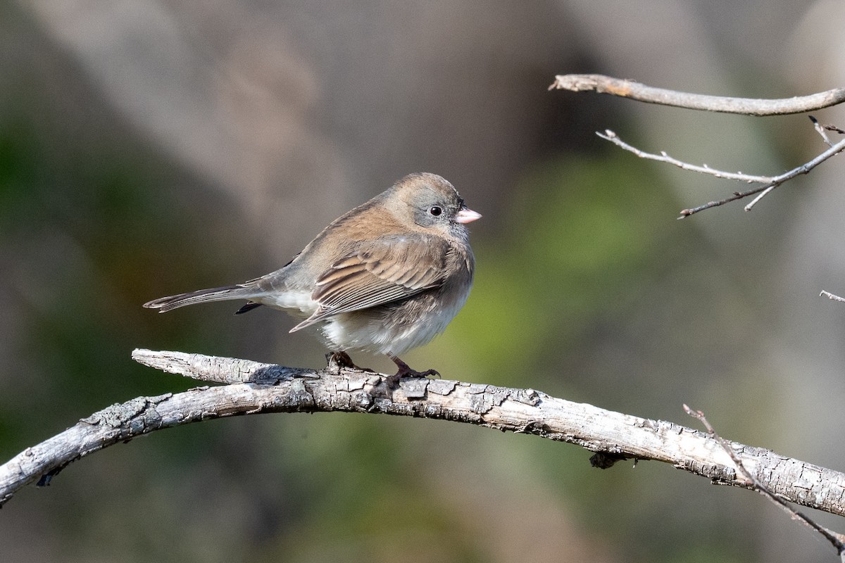 Dark-eyed Junco (Slate-colored) - ML636129275