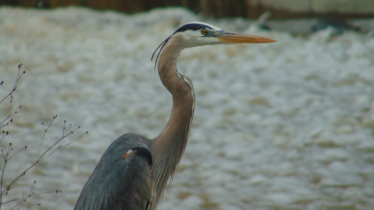 Great Blue Heron - ML636129290