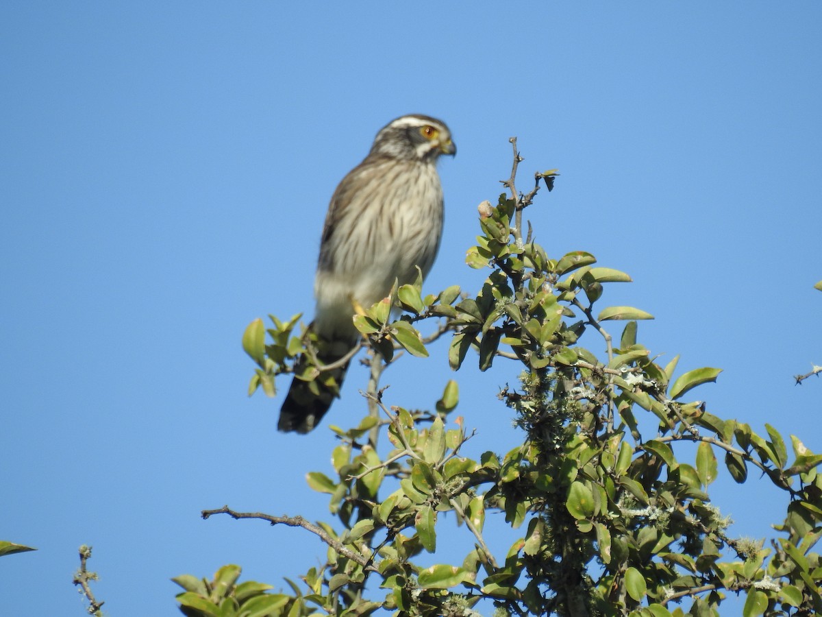 Spot-winged Falconet - ML636129316