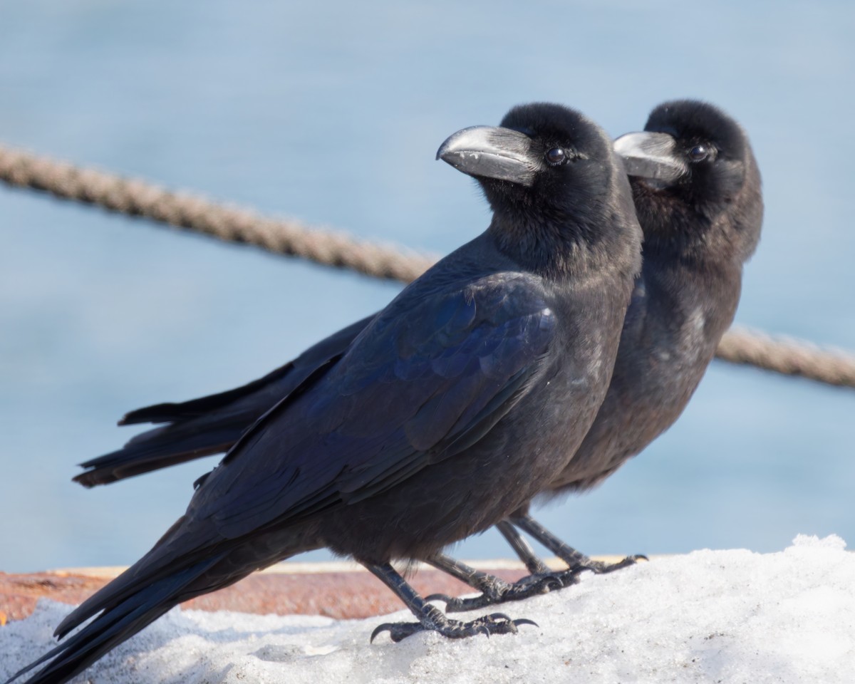 Large-billed Crow - ML636129327