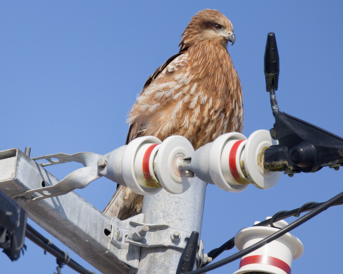 Black Kite - ML636129454