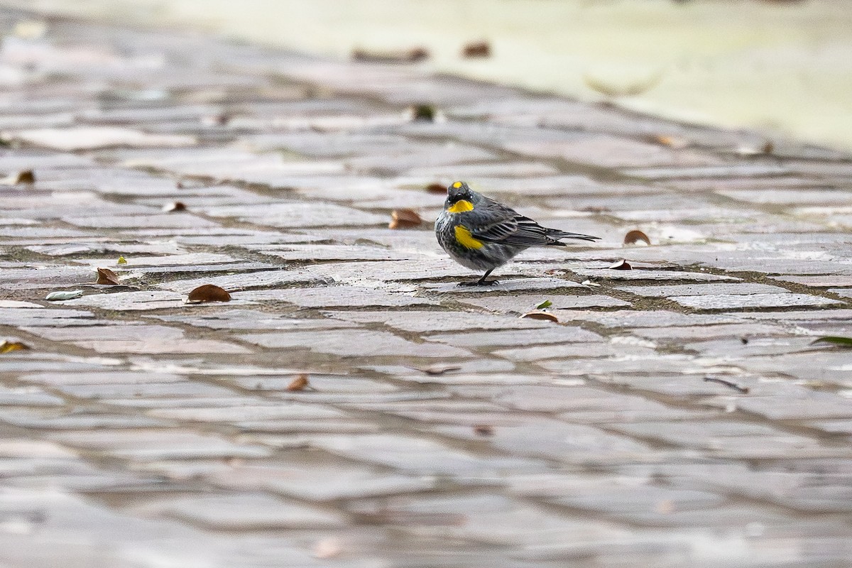 Yellow-rumped Warbler (Audubon's) - ML636129555