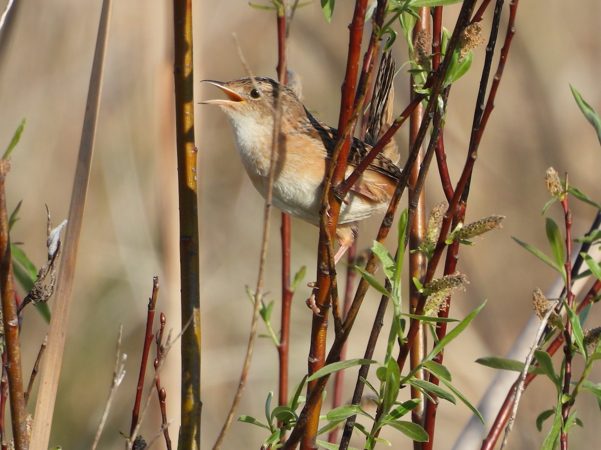 Sedge Wren - ML636129626