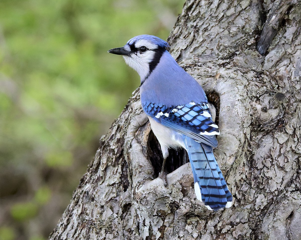 Blue Jay - ML636129629