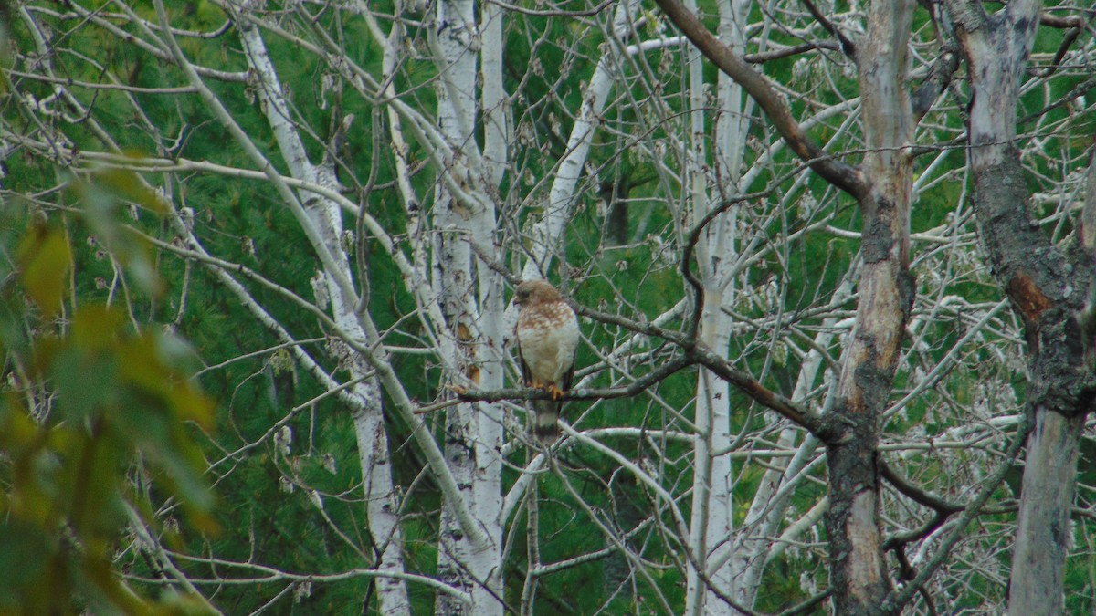 Red-tailed Hawk - ML636129646