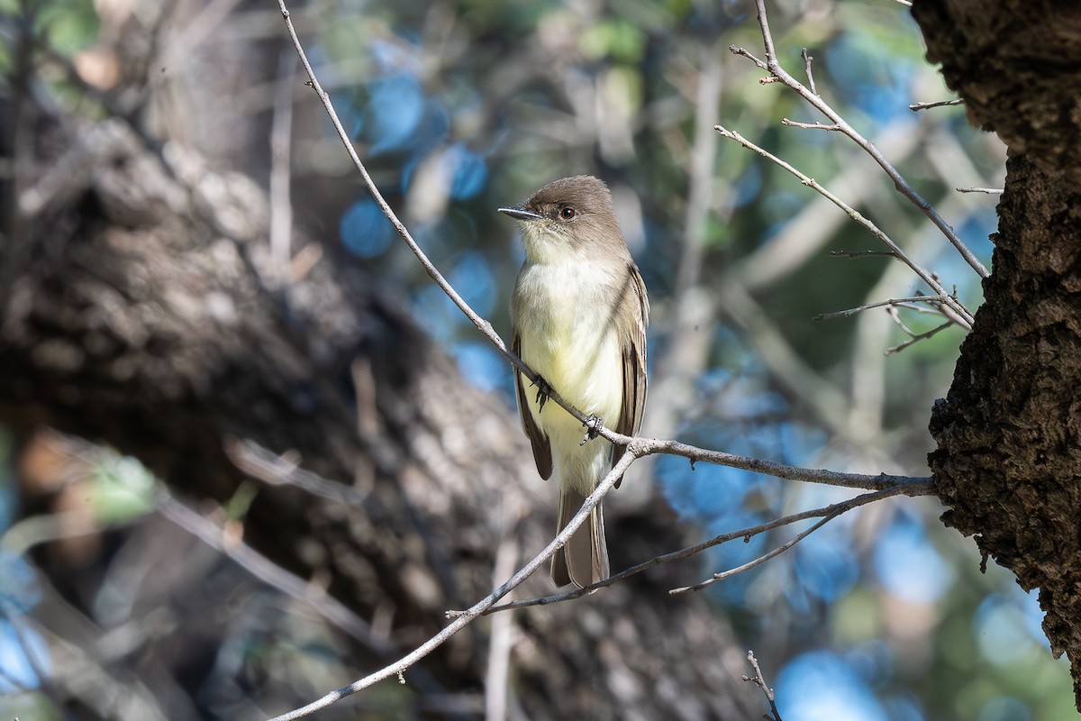 Eastern Phoebe - ML636129681
