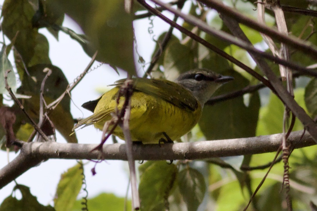 Purple-throated Cuckooshrike - ML636129691