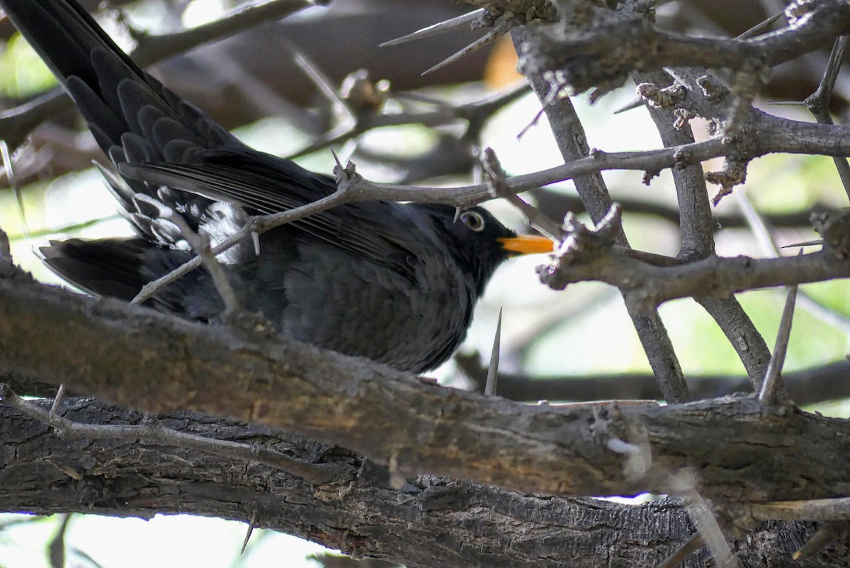 Chiguanco Thrush - ML636129695