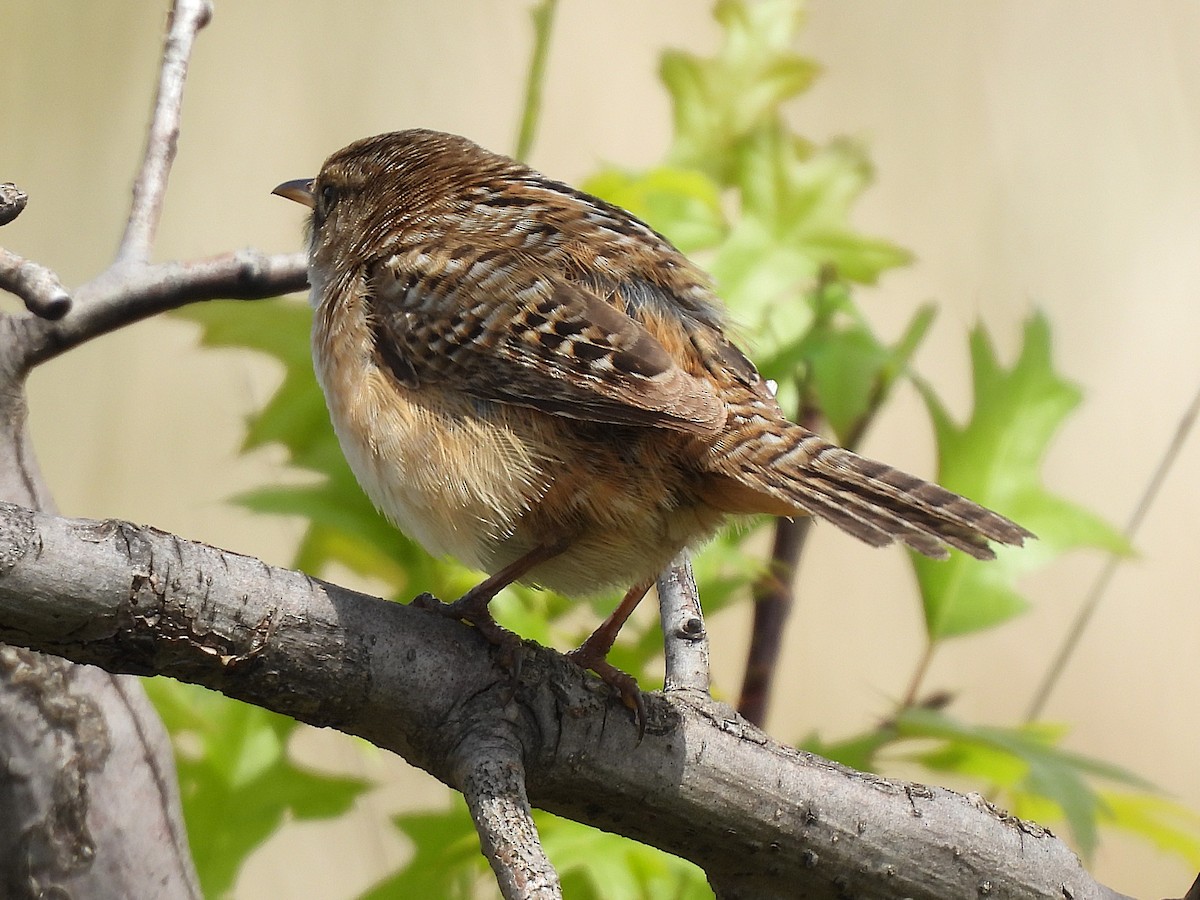 Sedge Wren - ML636129731