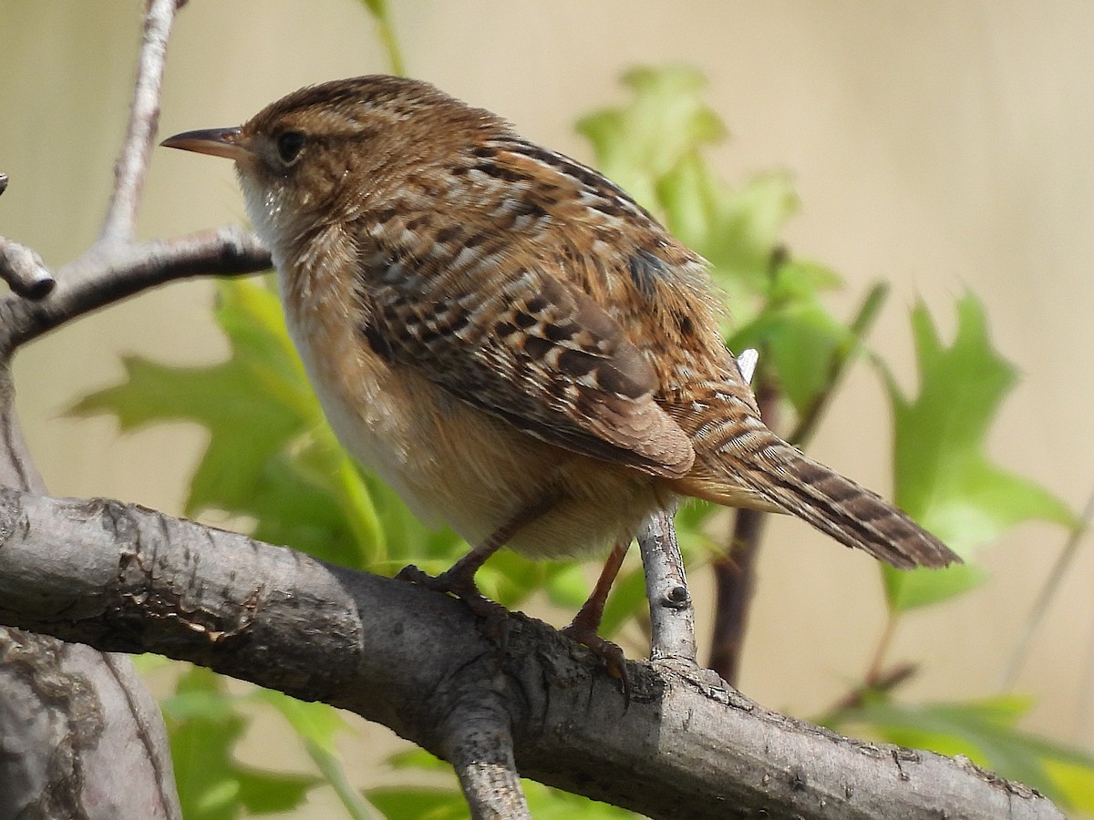Sedge Wren - ML636129759