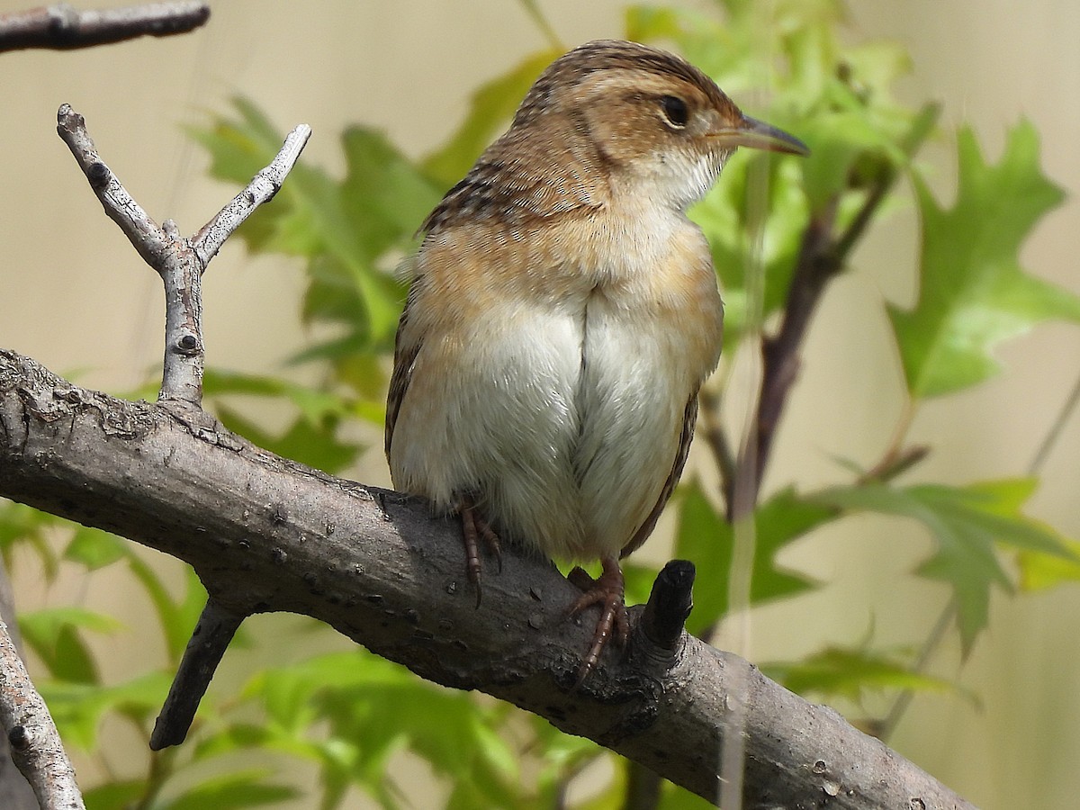 Sedge Wren - ML636129779