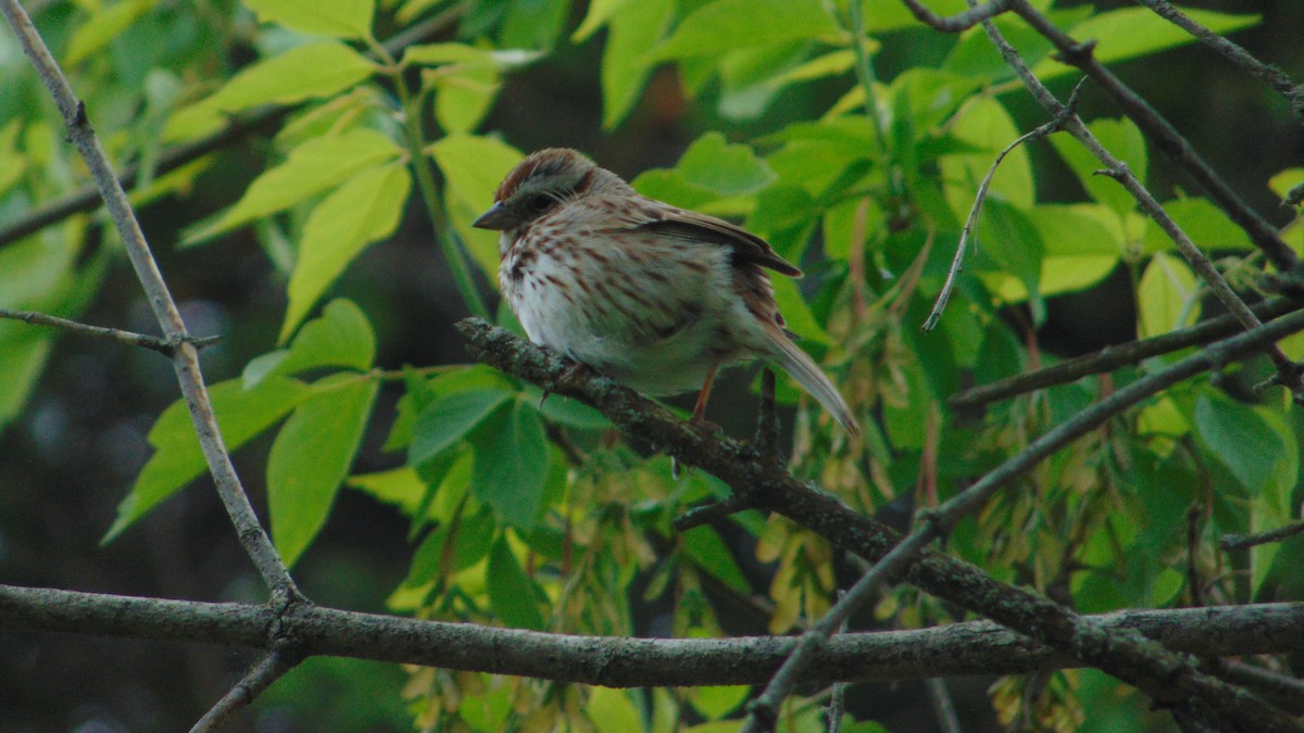 Song Sparrow - ML636129784