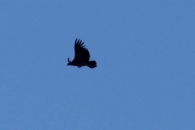 Black Vulture - ML636129869