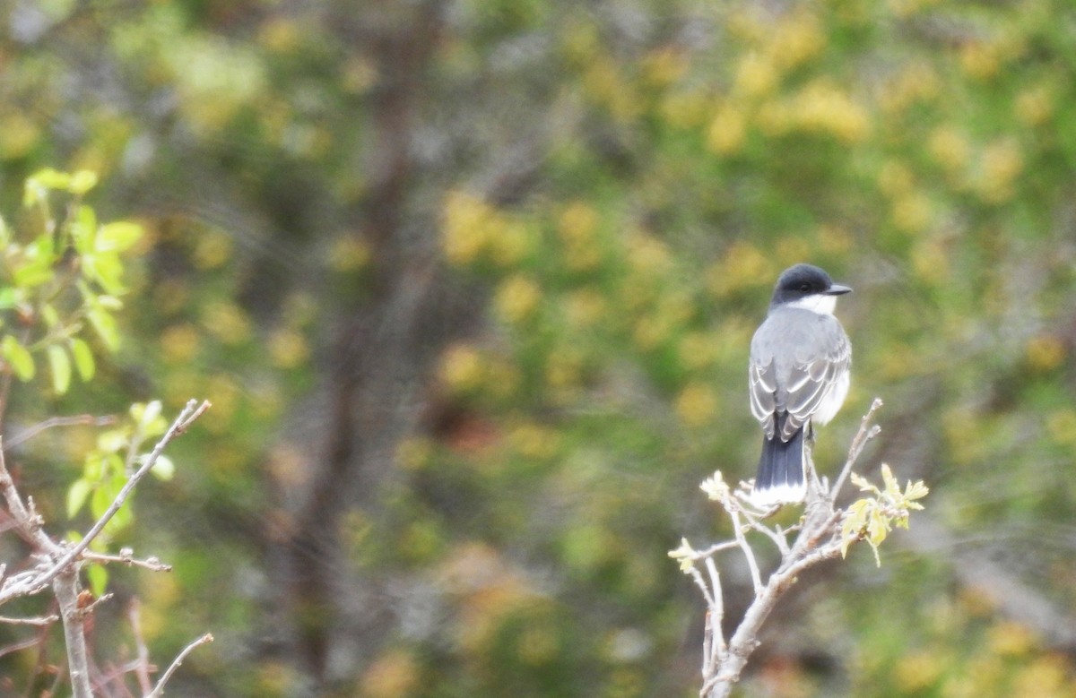 Eastern Kingbird - ML636129870