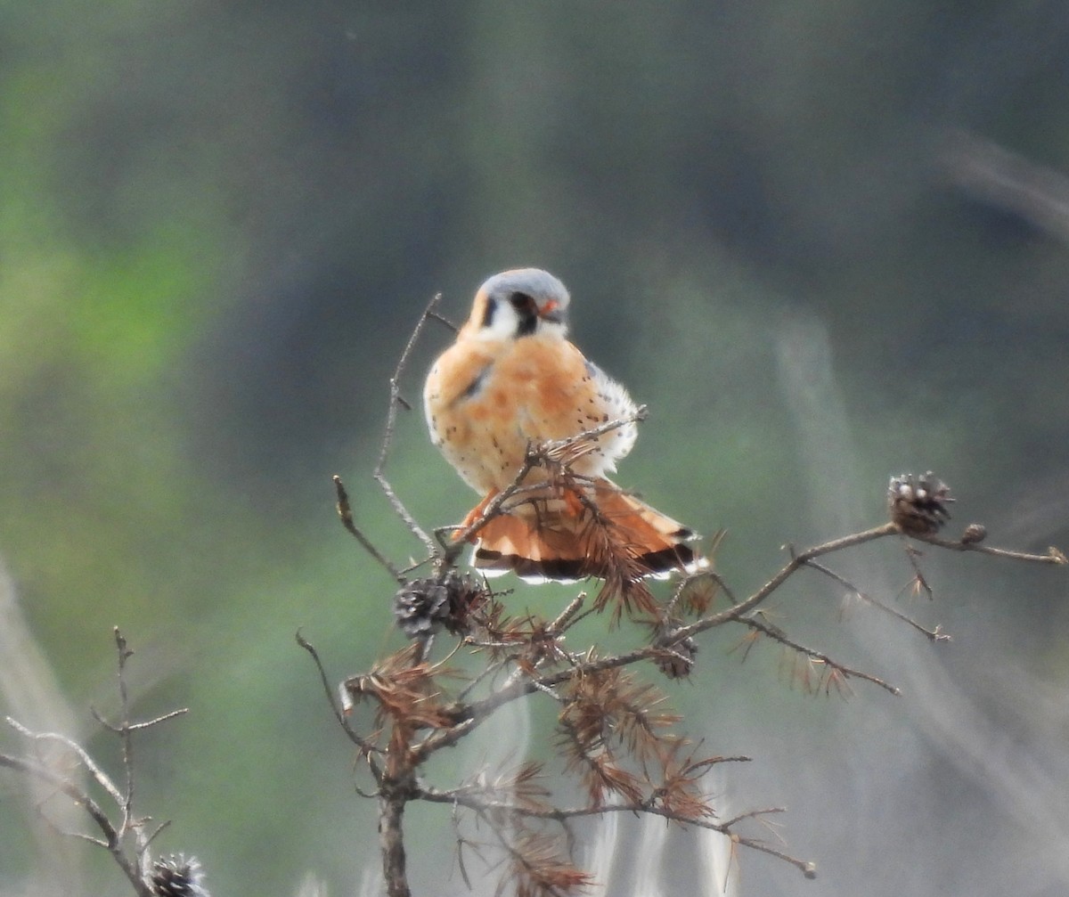 American Kestrel - ML636129891