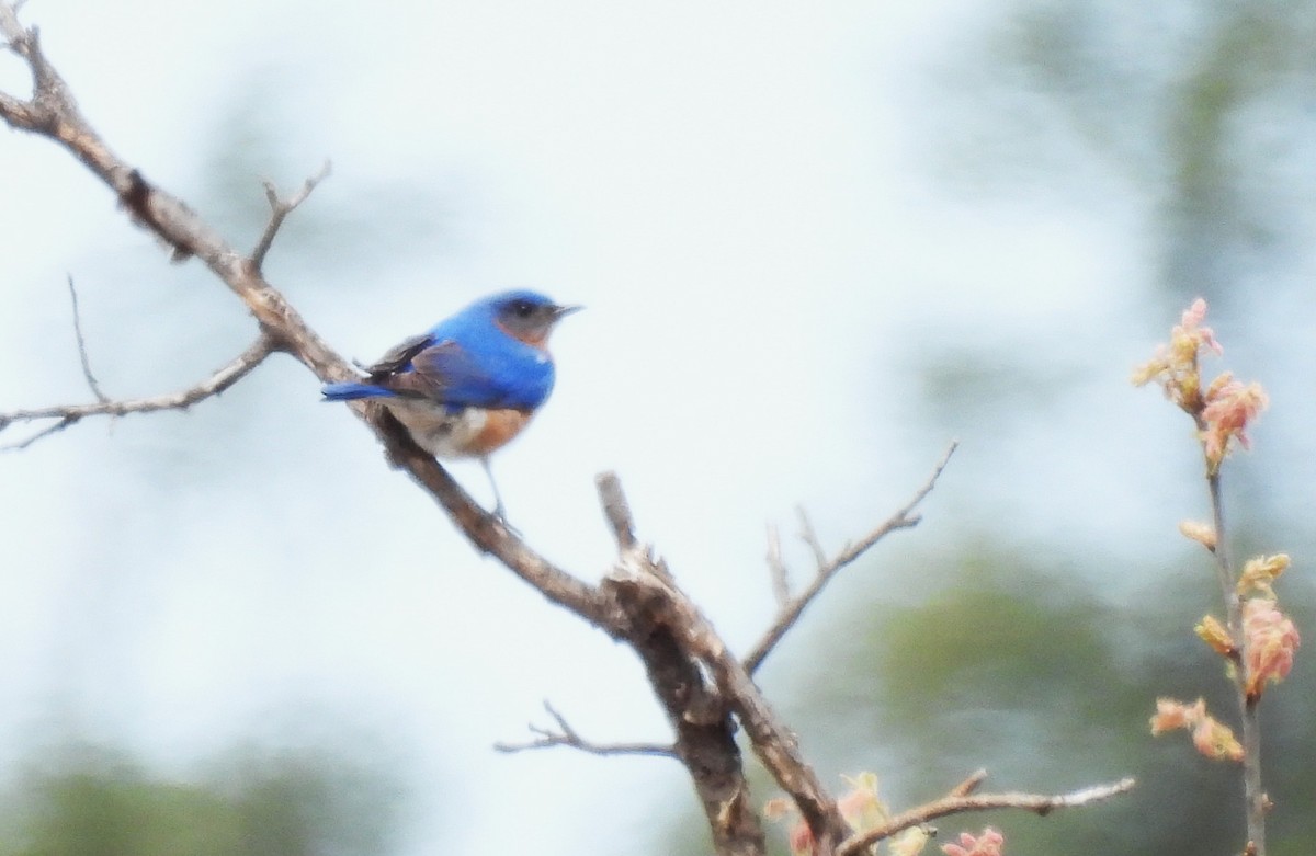 Eastern Bluebird - ML636129909