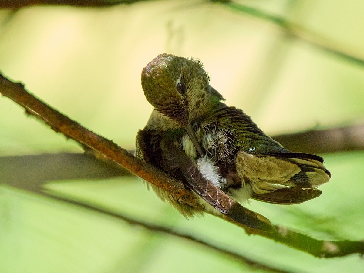 Anna's Hummingbird - ML636130069