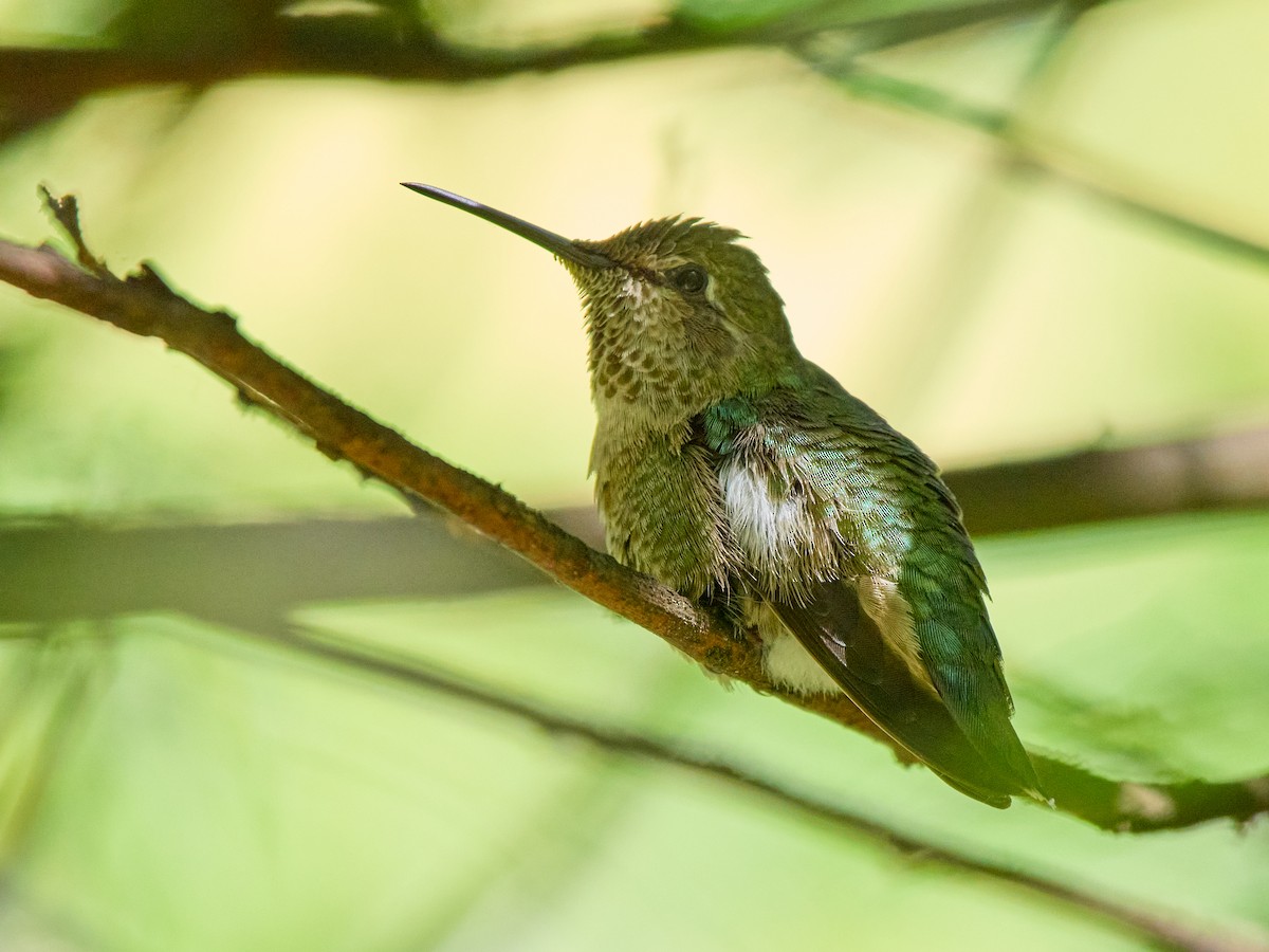 Anna's Hummingbird - ML636130070