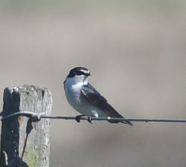 White-rumped Swallow - ML636130094