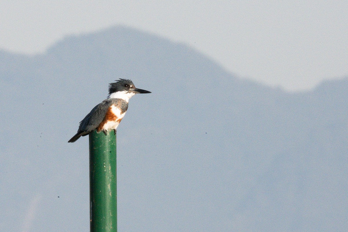 Belted Kingfisher - ML636130184