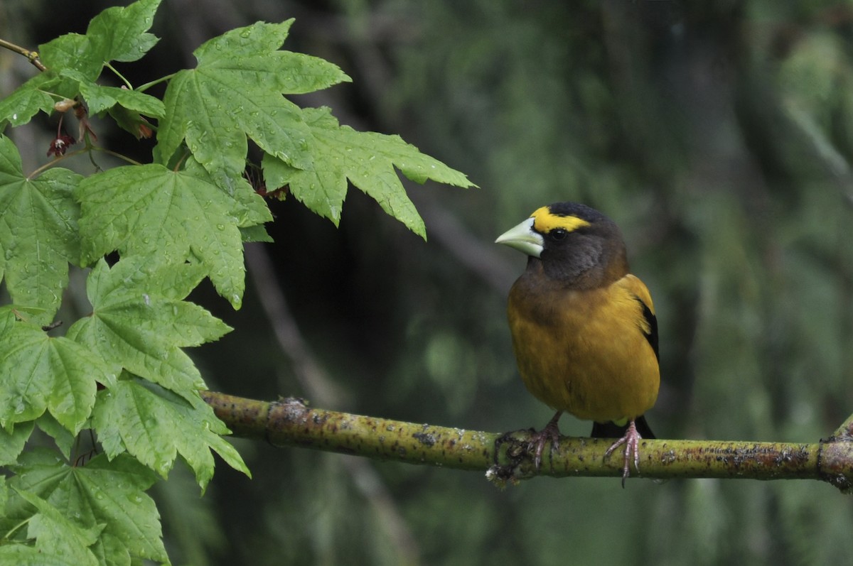 Evening Grosbeak - ML636130205