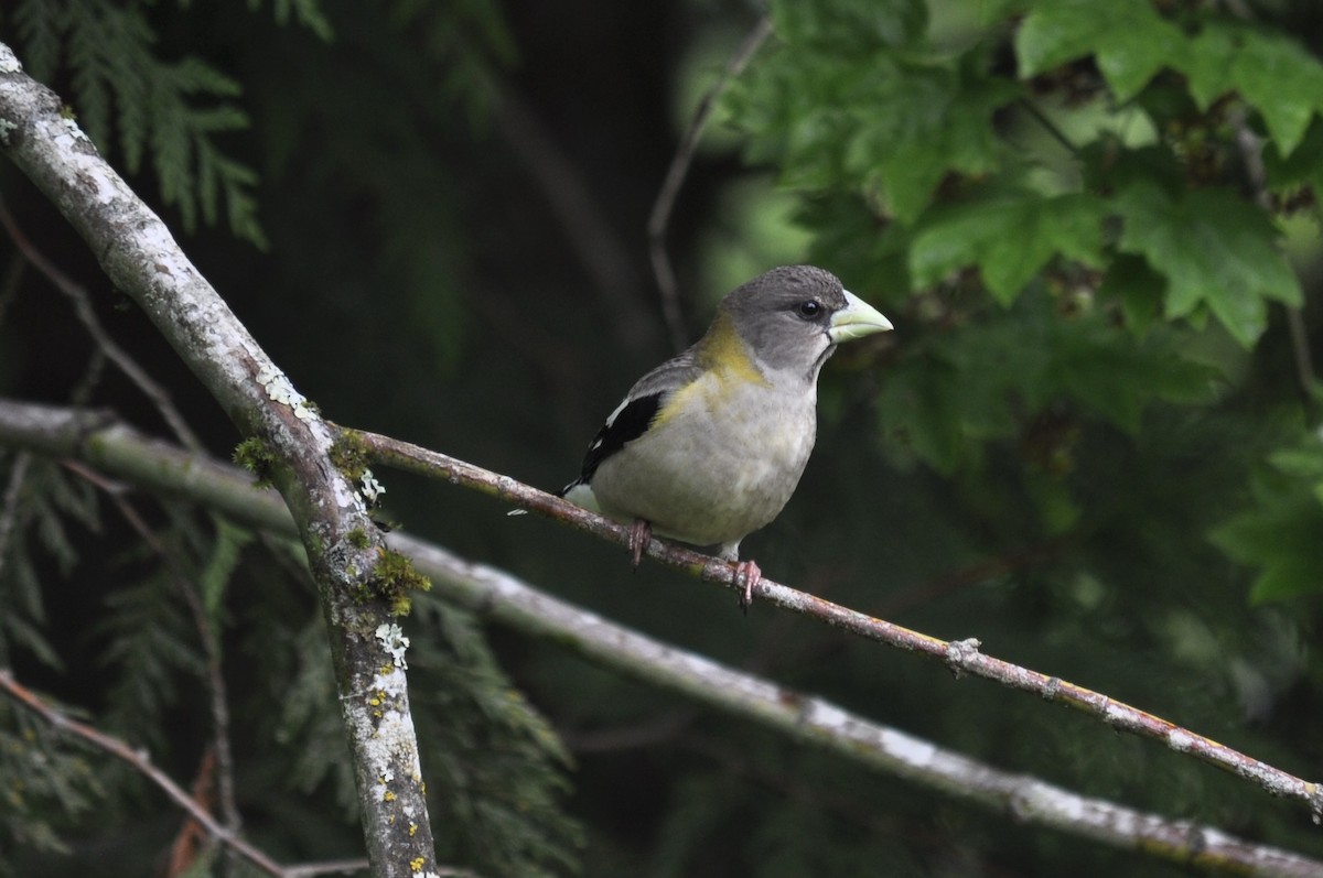 Evening Grosbeak - ML636130206