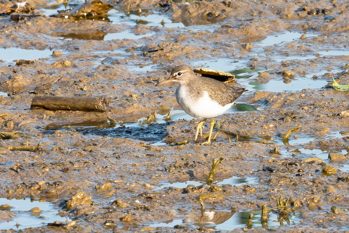 Spotted Sandpiper - ML636130212