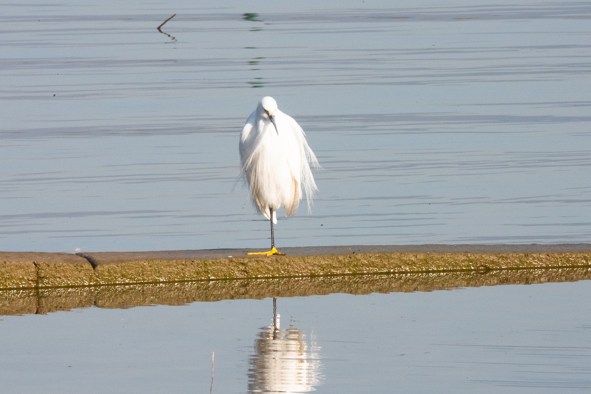Snowy Egret - ML636130234