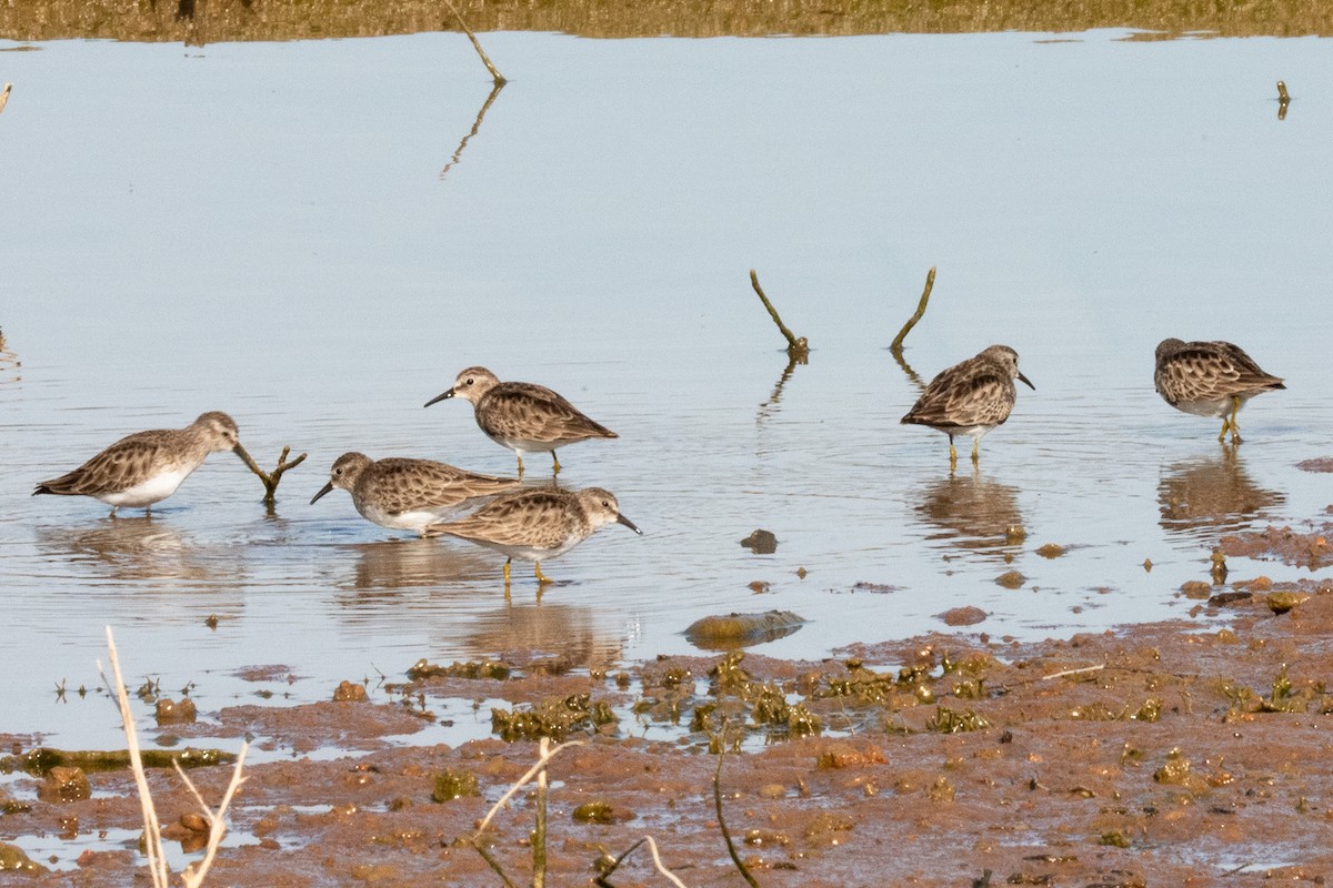 Least Sandpiper - ML636130247
