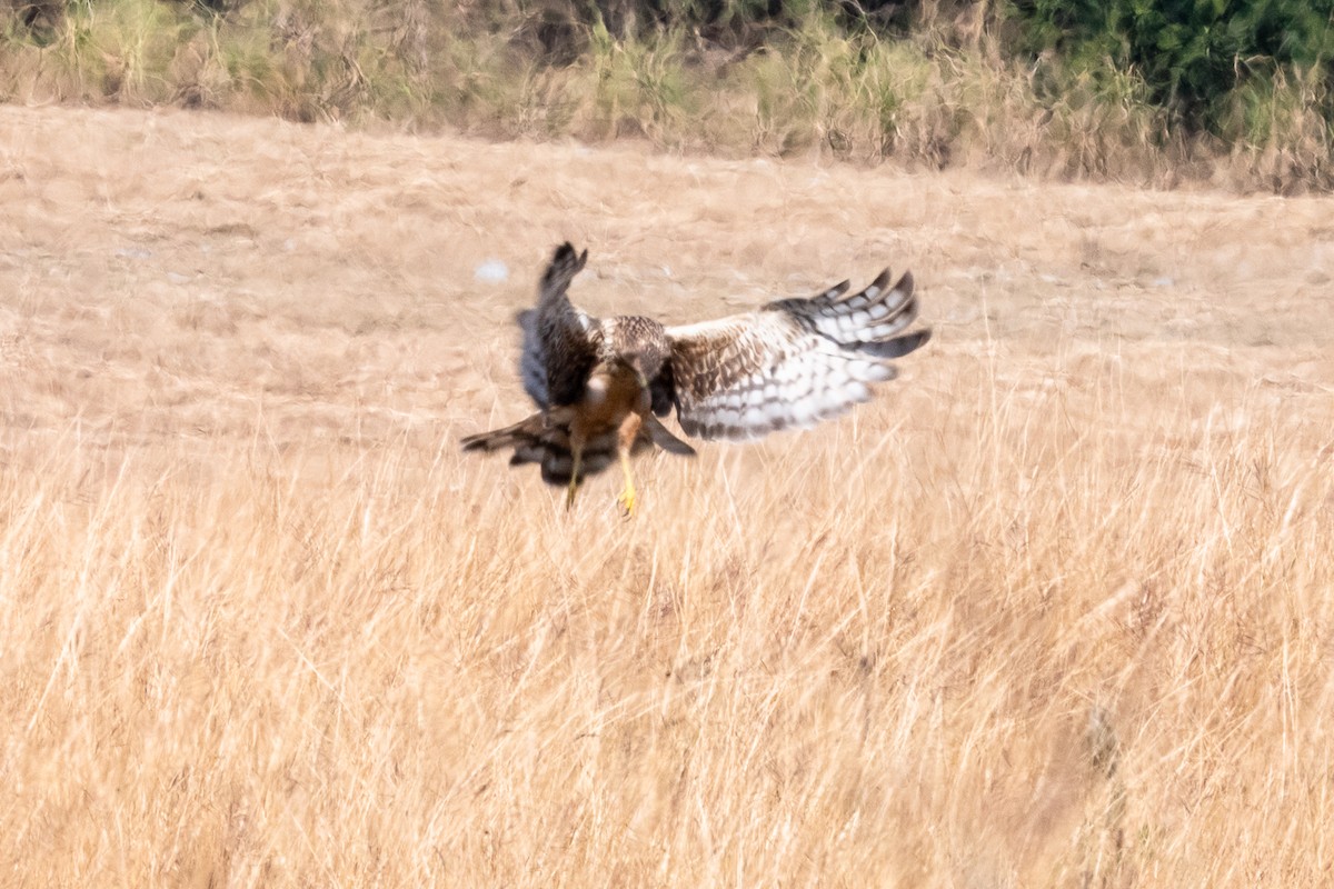 Northern Harrier - ML636130307