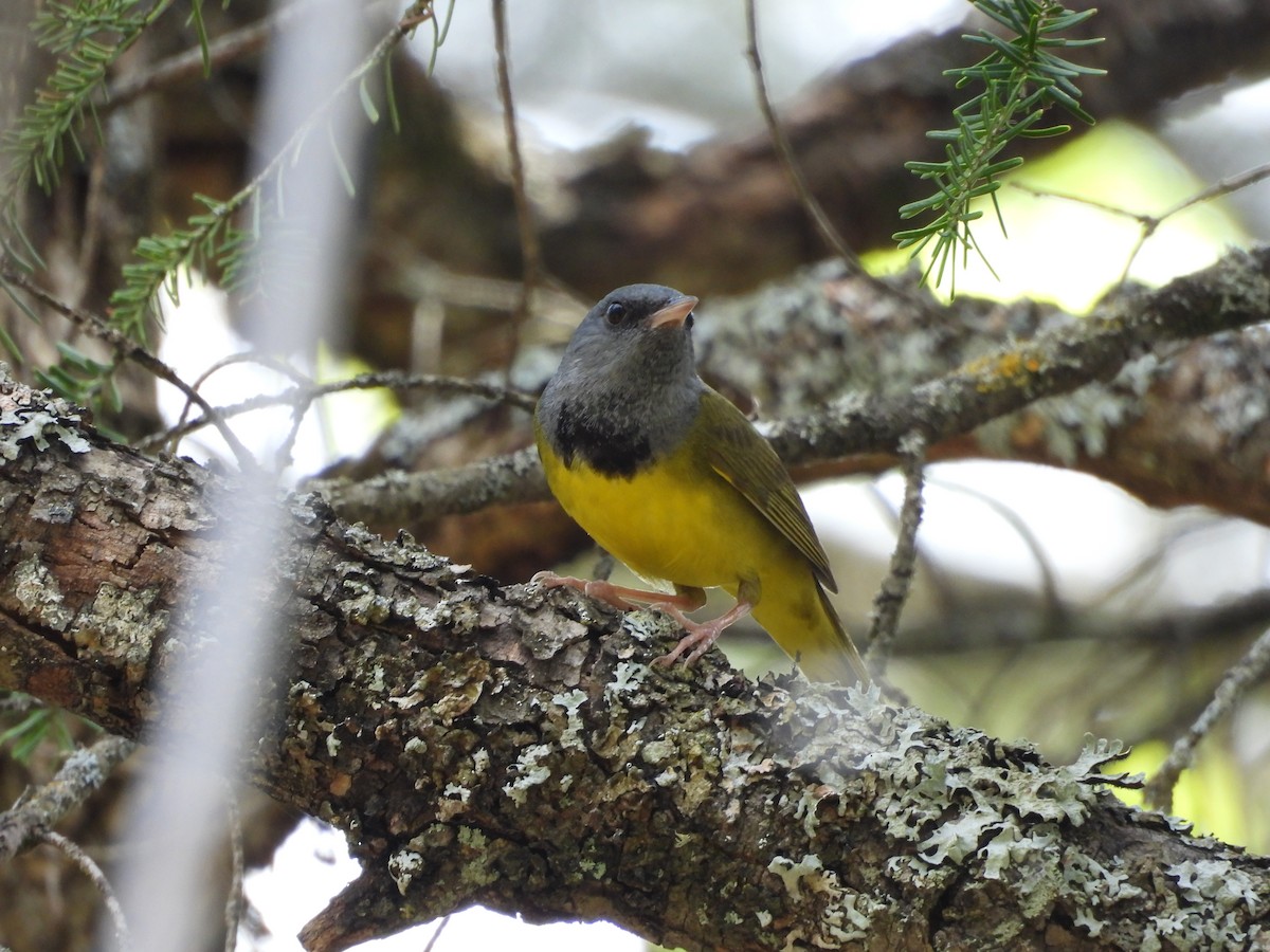 Mourning Warbler - ML636130352