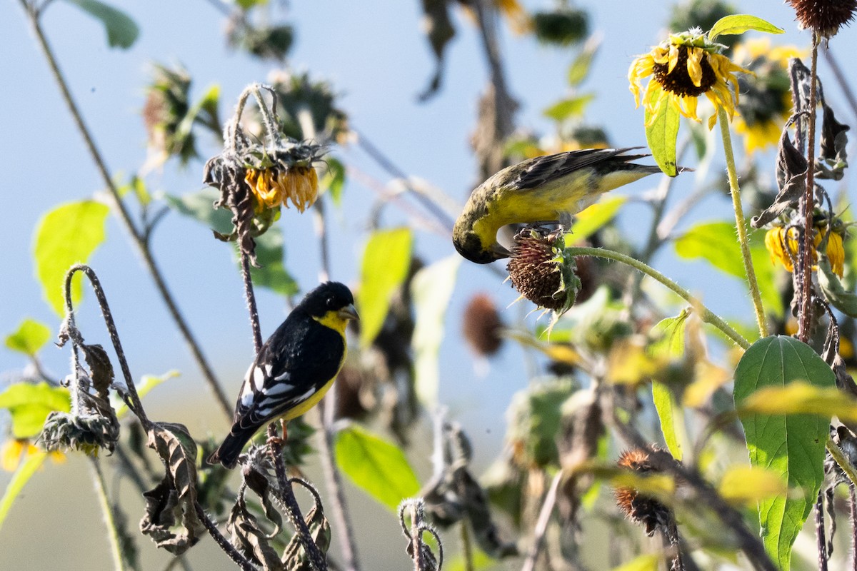 Lesser Goldfinch - ML636130386