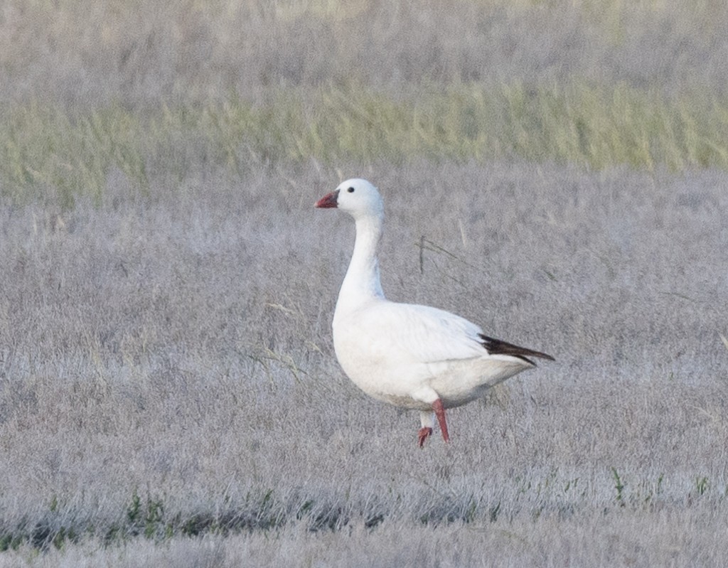 Snow x Ross's Goose (hybrid) - ML636130415