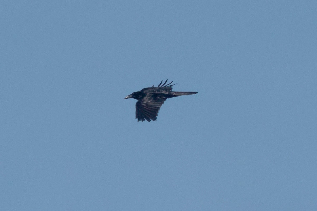Common Raven - ML636130418