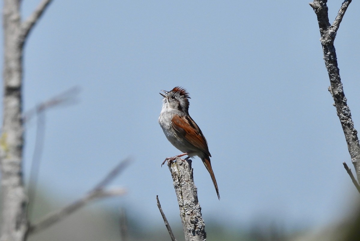 Swamp Sparrow - ML636130642