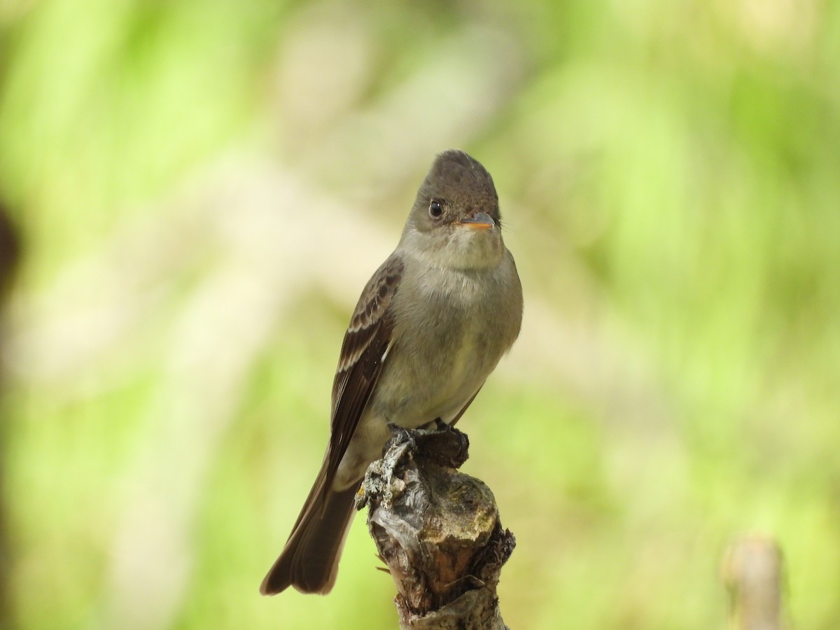Eastern Wood-Pewee - ML636130810