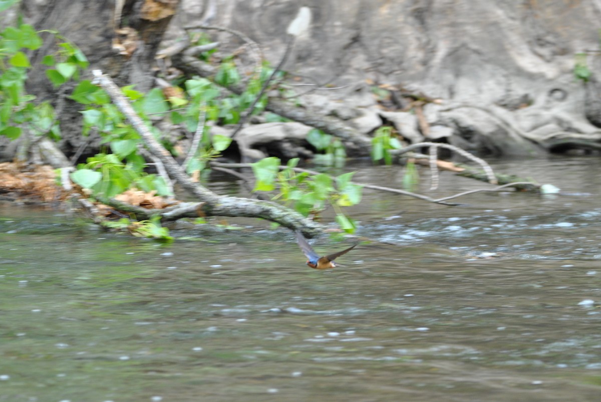 Barn Swallow - ML636130814