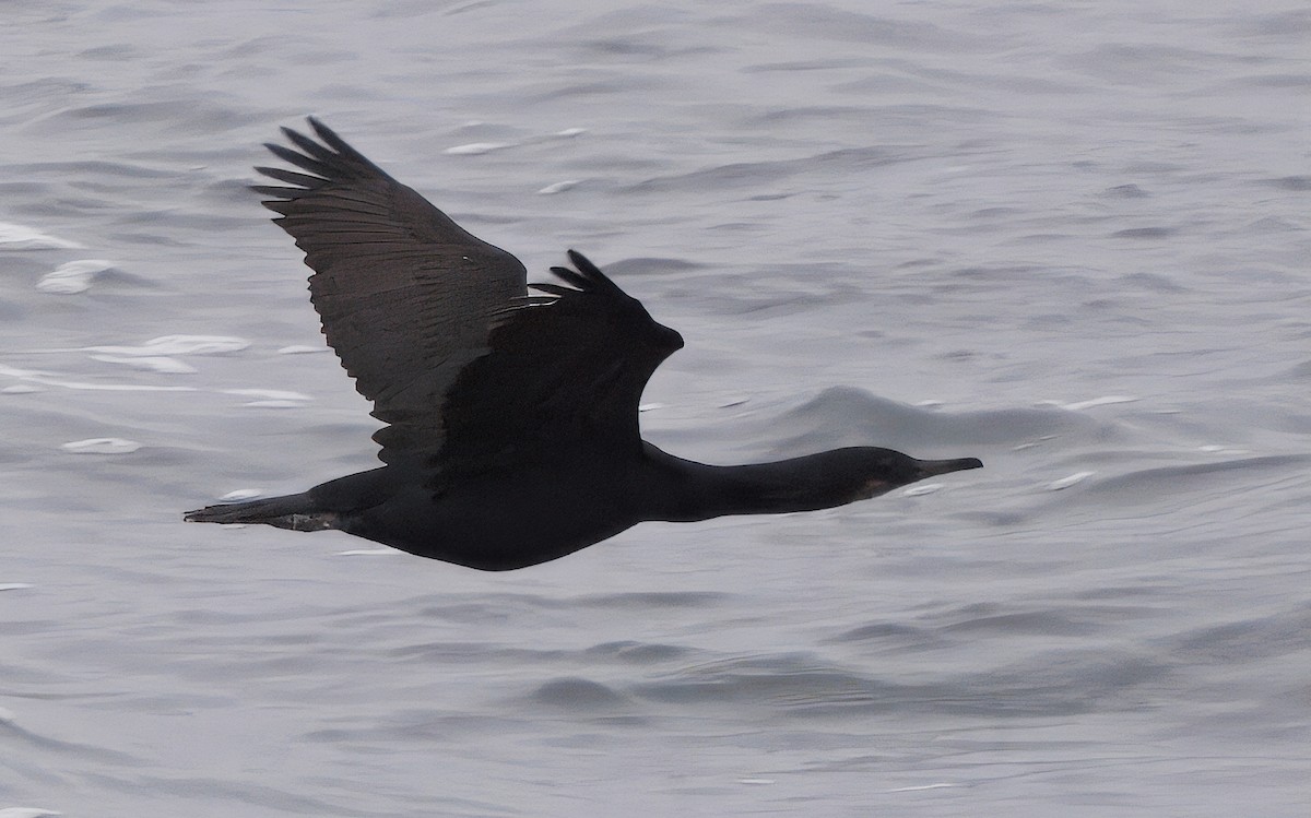 Brandt's Cormorant - ML636130817