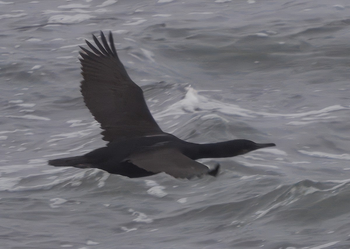 Brandt's Cormorant - ML636130818