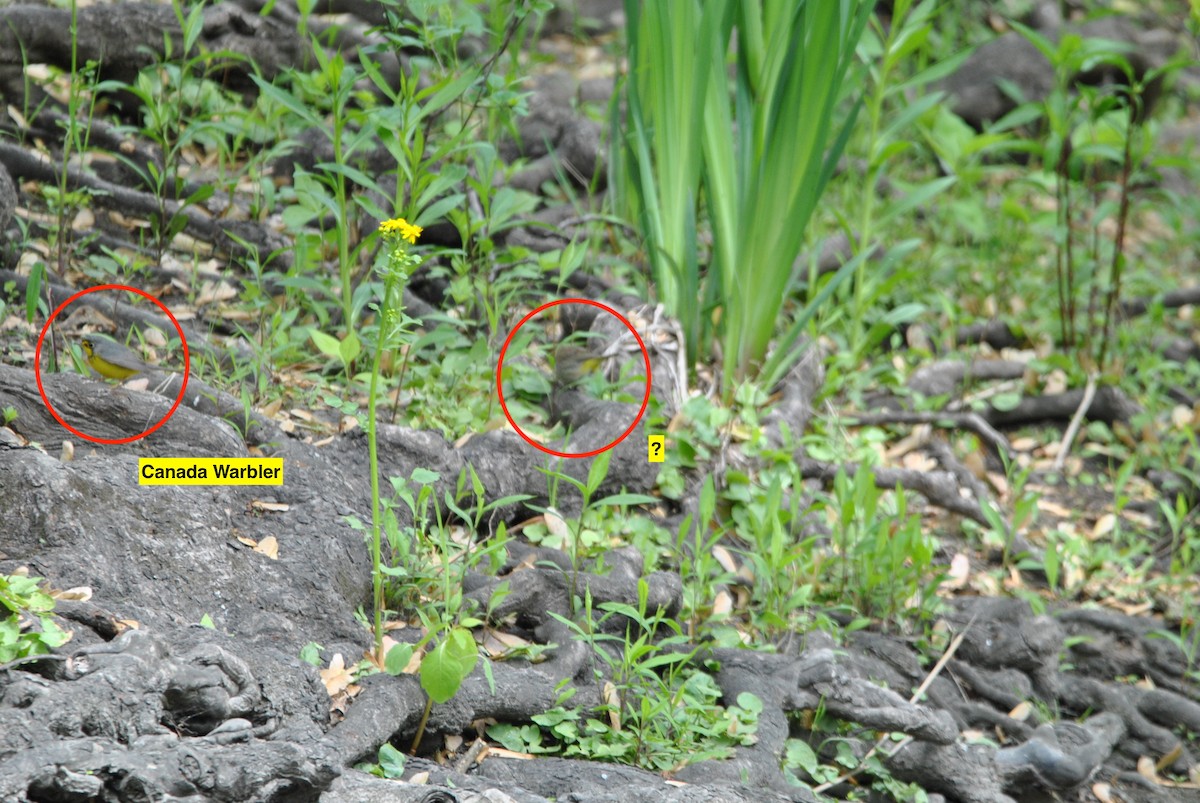 Canada Warbler - ML636130828