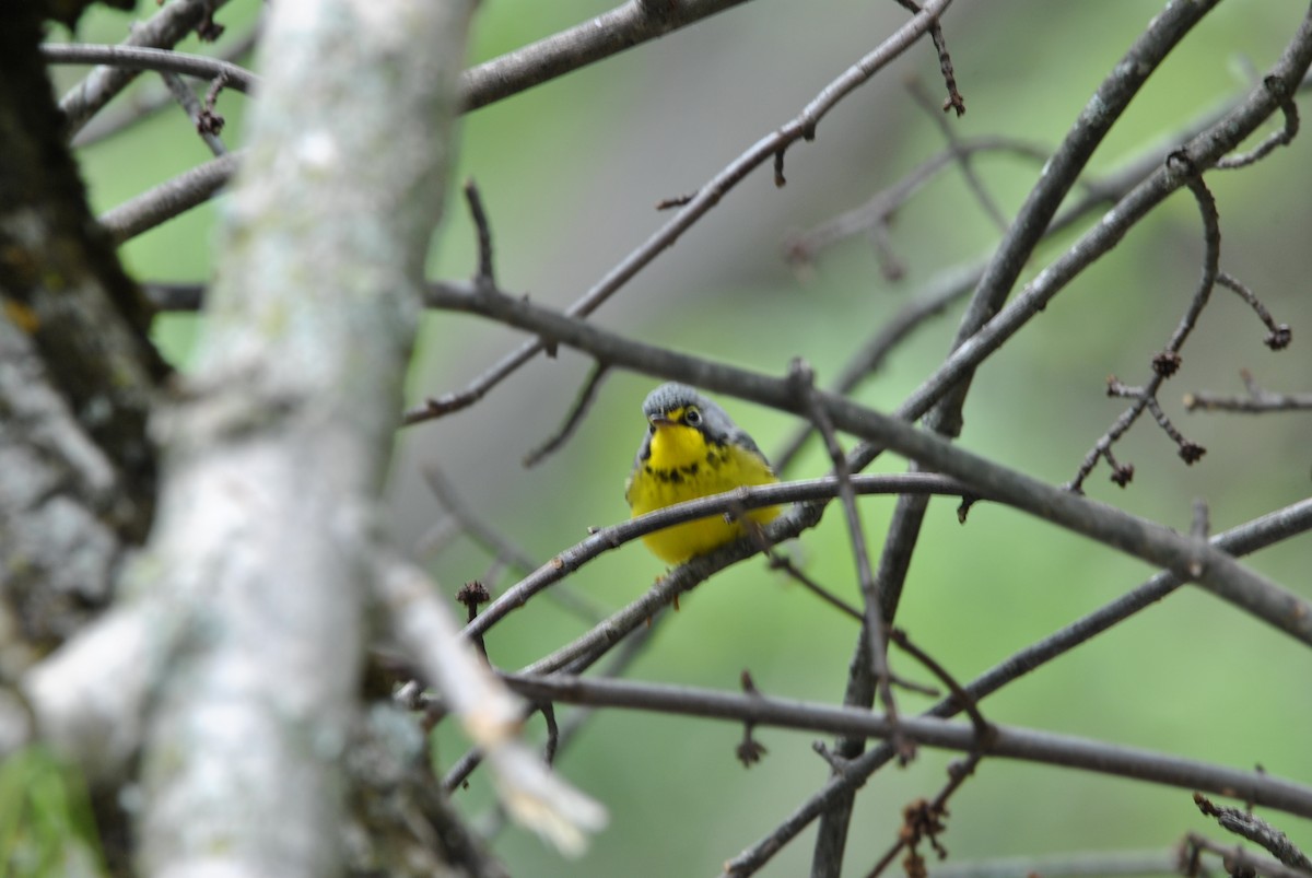 Canada Warbler - ML636130834
