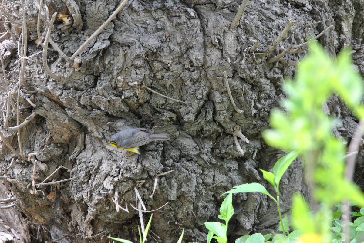 Canada Warbler - ML636130836