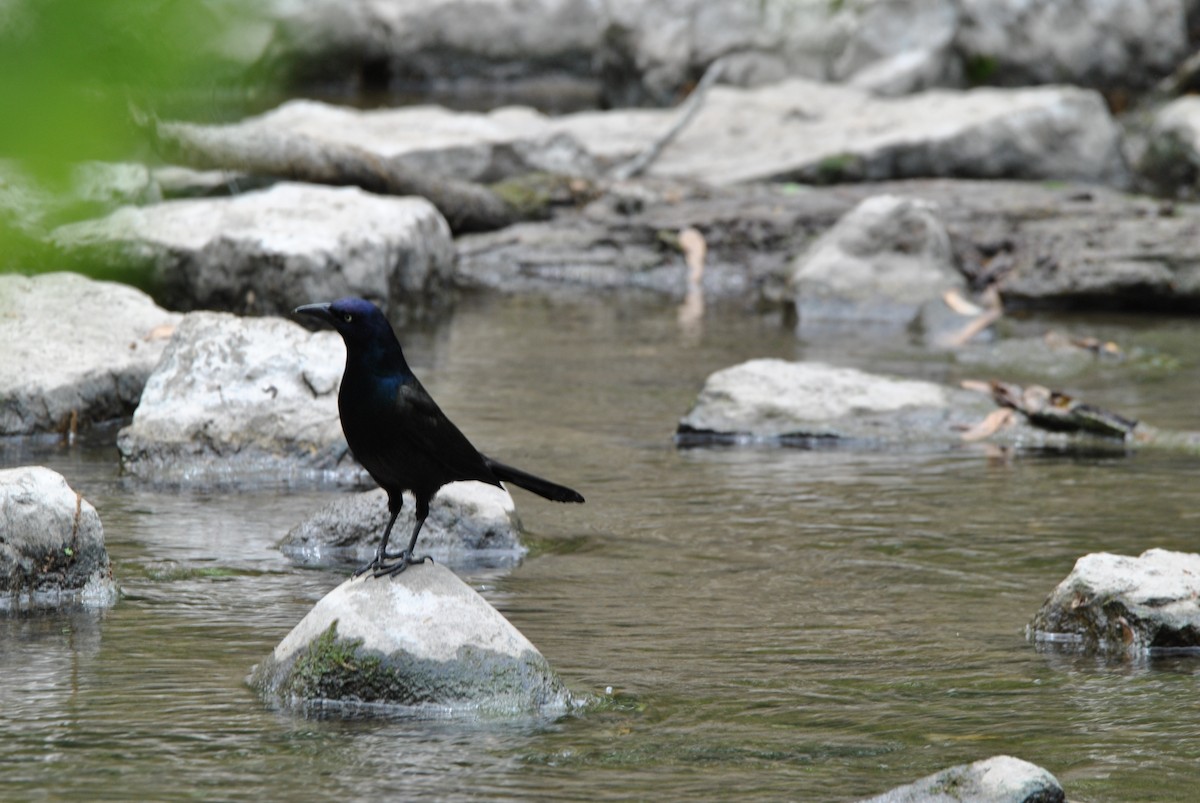 Common Grackle - ML636130848
