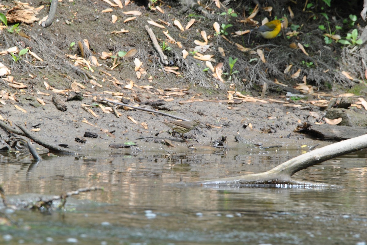 Northern Waterthrush - ML636130852