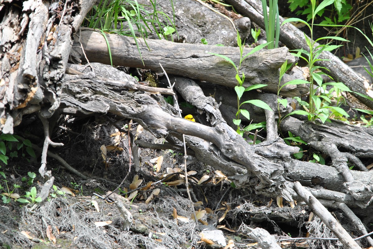 Prothonotary Warbler - ML636130889