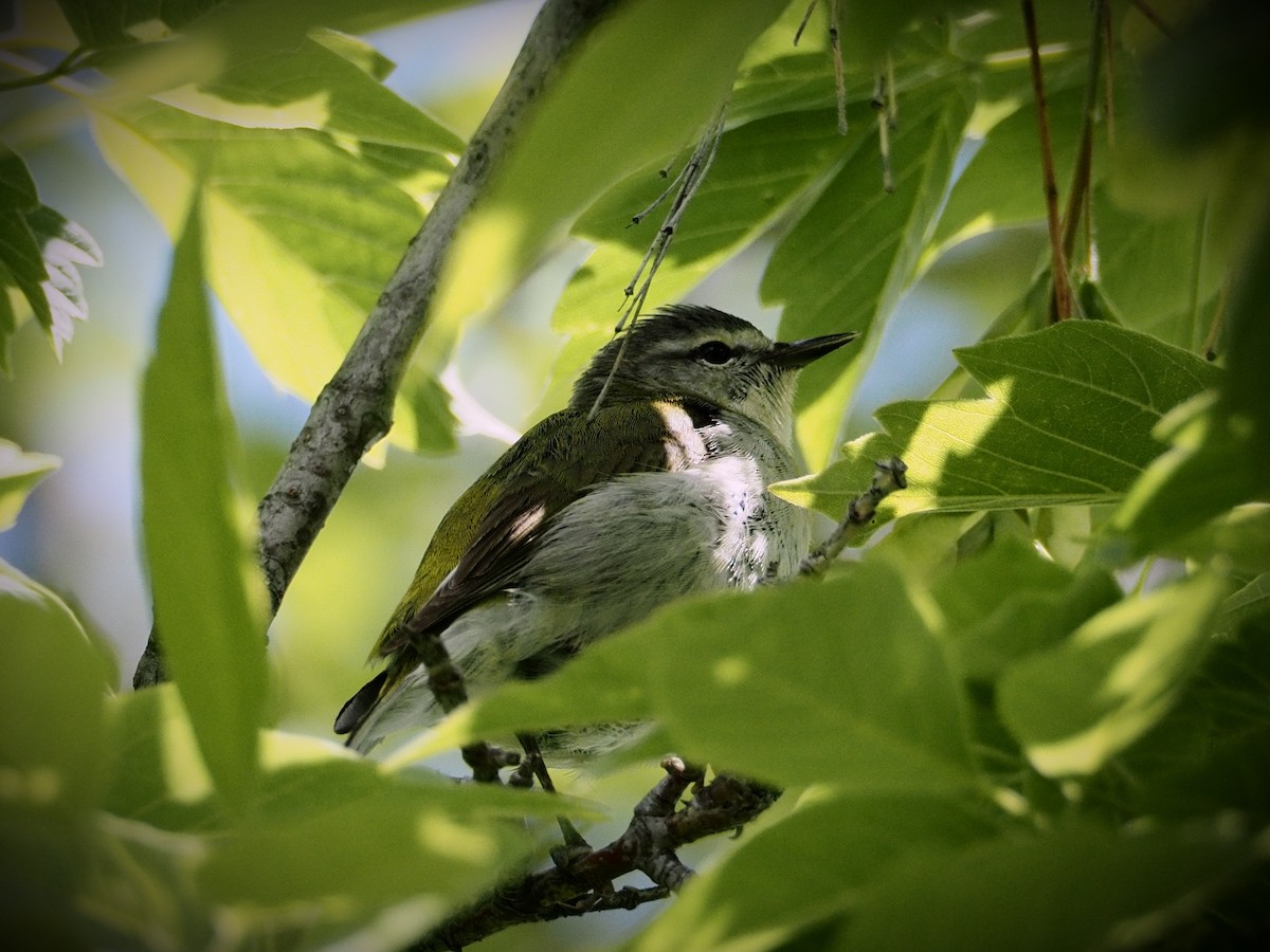Tennessee Warbler - ML636130893